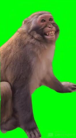 Greenscreen Monkey fun|#greenscreen |#chromakey