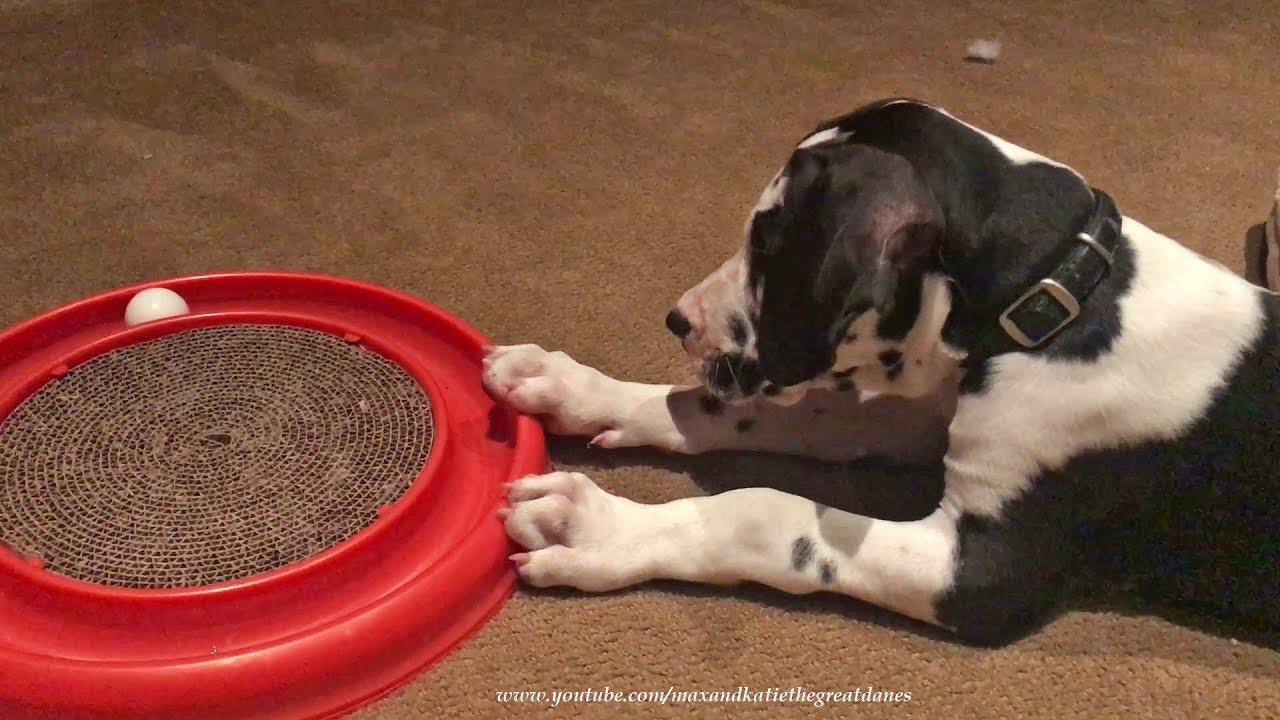 Great Dane Puppy Loves Playing With Cat Toy YouTube