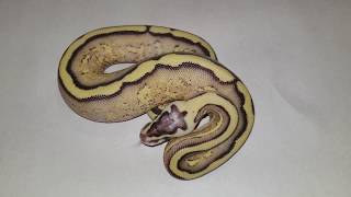 Ivory, Pastel Superstripe and Superstripe FOR SALE Net Worth