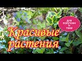 Красивые растения для полутени и тени.Цветники в тени.Сад.Дача.Ландшафтный дизайн своими руками.