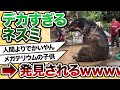 【2ch動物スレ】メキシコの下水道で人より大きい巨大ネズミが発見されるwwwwwwwww