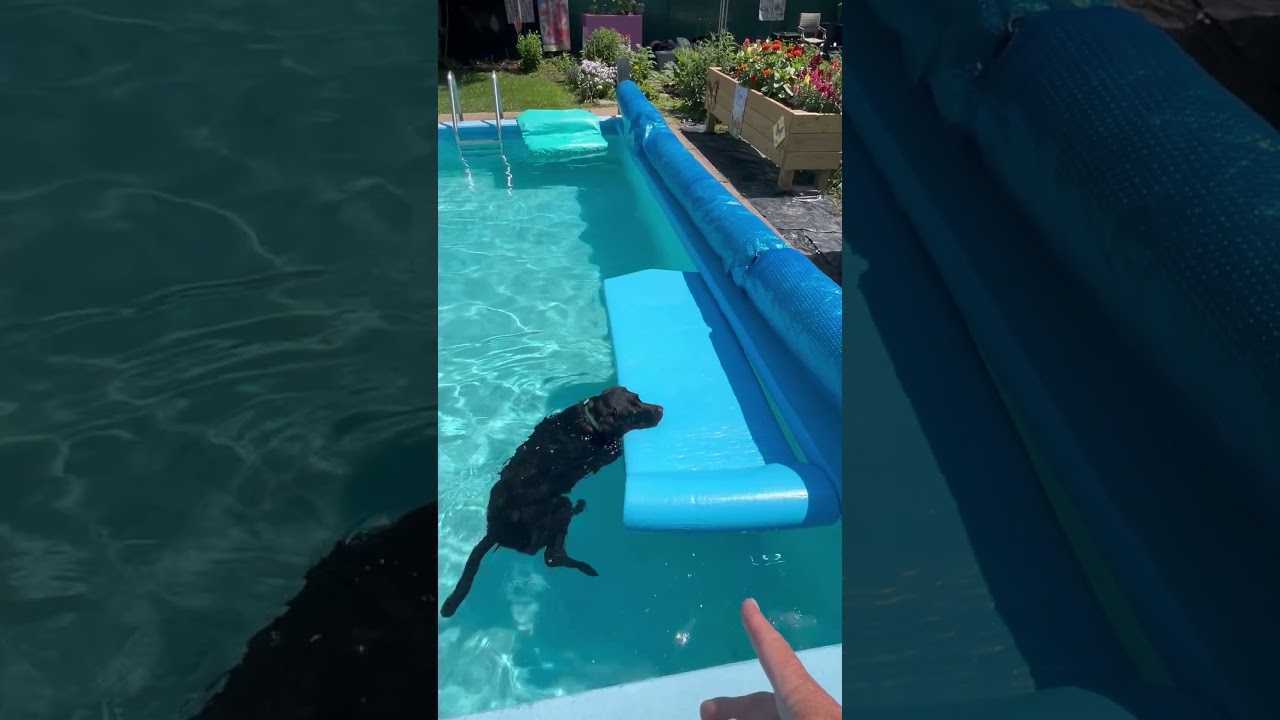 new dog raft! we love it