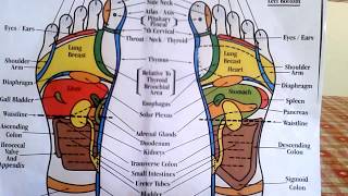 Reflexology - How to Read a Foot Reflexology Chart