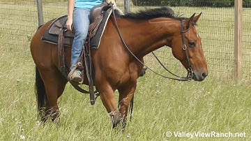 Little Bay Rey***For info, price, etc., go to our website***ValleyViewRanch.net