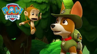 The Pups Save a Falling Monkey! 🐒 - PAW Patrol - Cartoons for Kids