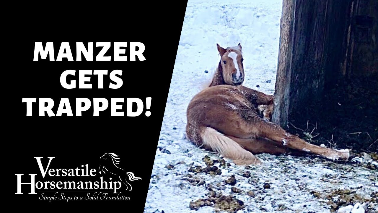 Manzer Rider MANZER IS STUCK! // Versatile Horsemanship - YouTube