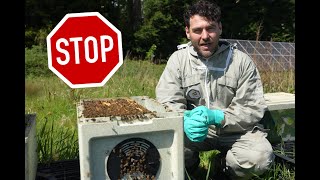 How To Requeen An Angry Beehive