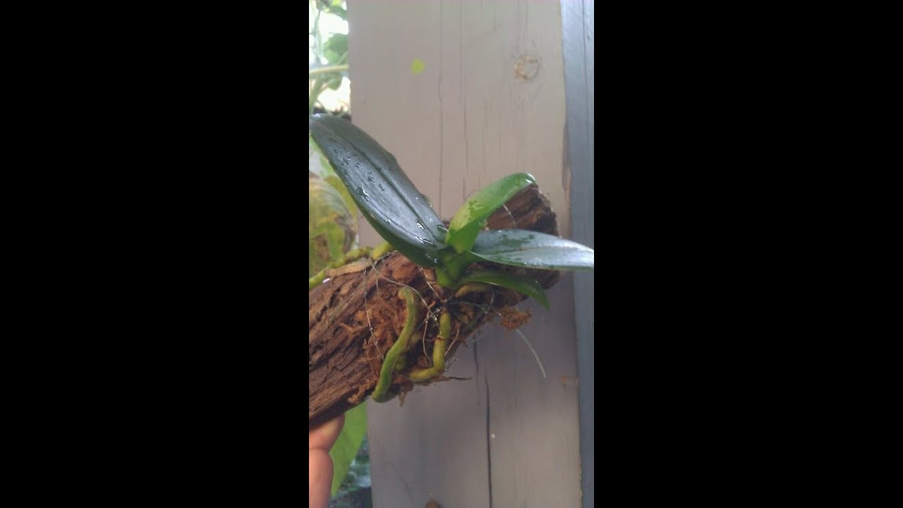 Mounted phal orchid on bark YouTube