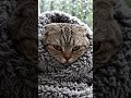 Cute, sad cat wraped blanket #aishorts #meow #cat #catshorts