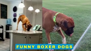 Cute and Funny Boxer Dogs - Supercut by Cheekcheeks 239,551 views 2 years ago 20 minutes