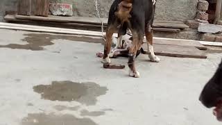 Playing Black Bullterriers In North India