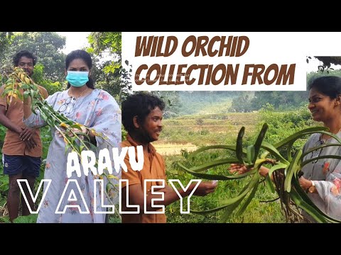 అరకు నుండి తెచ్చుకున్న అడివి ఆర్కిడ్లు / Wild Orchid collection from Araku  #madgardener  #Araku