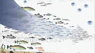 Fishing down the food web | Wikipedia audio article