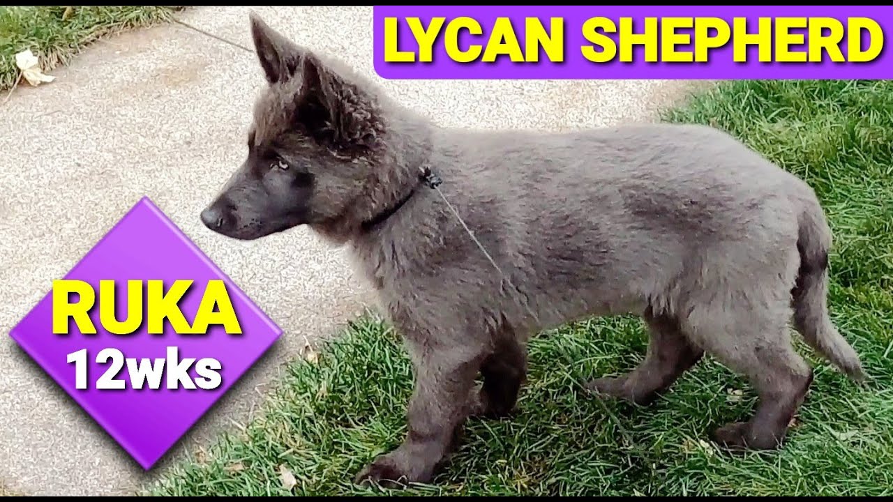 Beautiful Blue Colored 12wk Puppy Lycan Shepherd Project YouTube