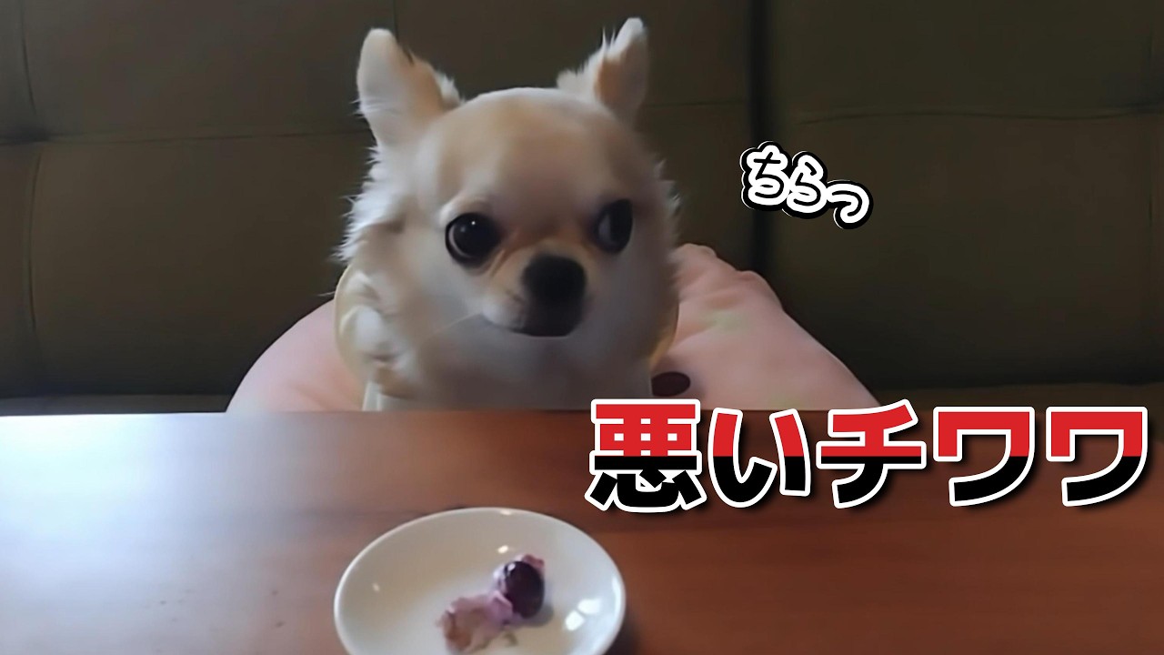 ゴミは漁るし、したたかで凶暴な４才チワワの困ったルーティン！