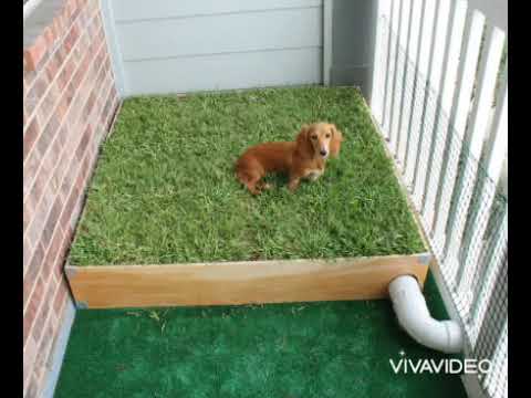 واخيرا الحل السحرى لمشاكل حمام الكلاب