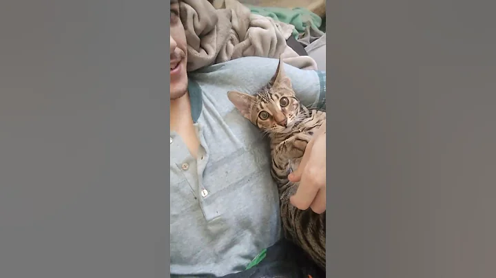 Watch the video about Makhulu The Savannah Cat!! 🐈😸😸 #cat #catlovers #playing