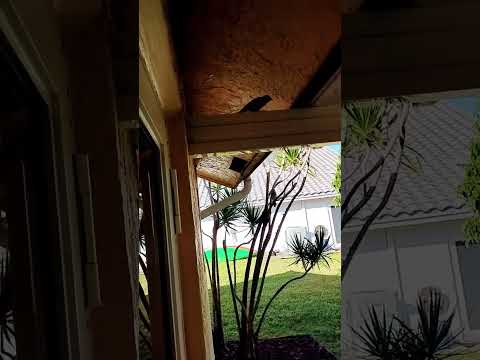 Driver Seat Mookie Animallife Birds Bluejays Animals