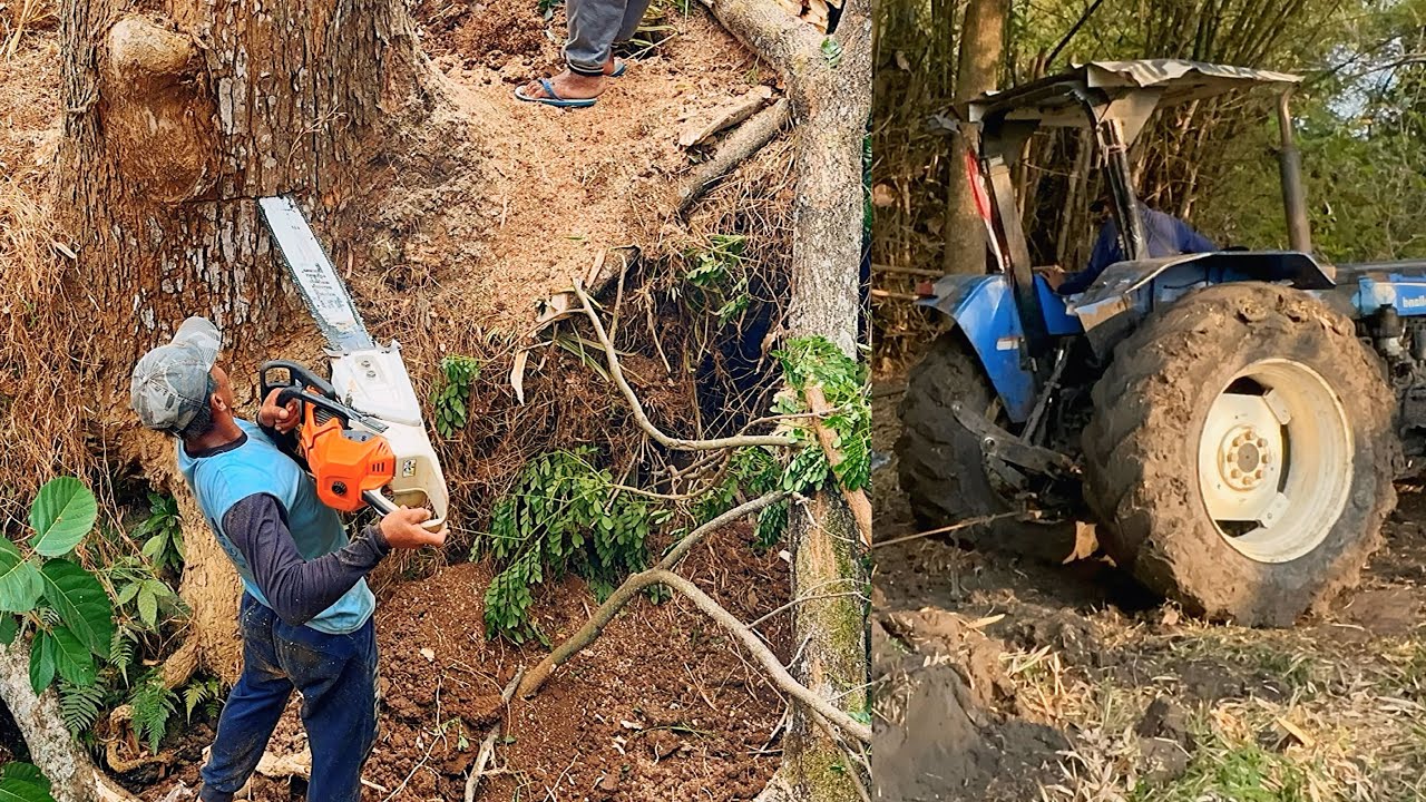 Cut down 2 old trembesi trees in a dry river, Stihl ms881 chainsaw ...