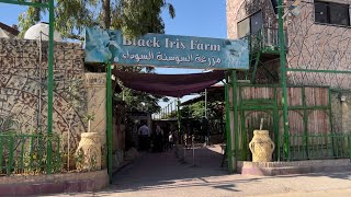 Aladeen Fun Zone @ Black Iris Farm - مزرعة السوسنة السوداء