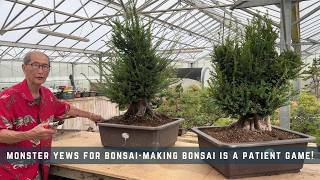 Monster Yews For Bonsai - Making Bonsai Is a Patient Game!