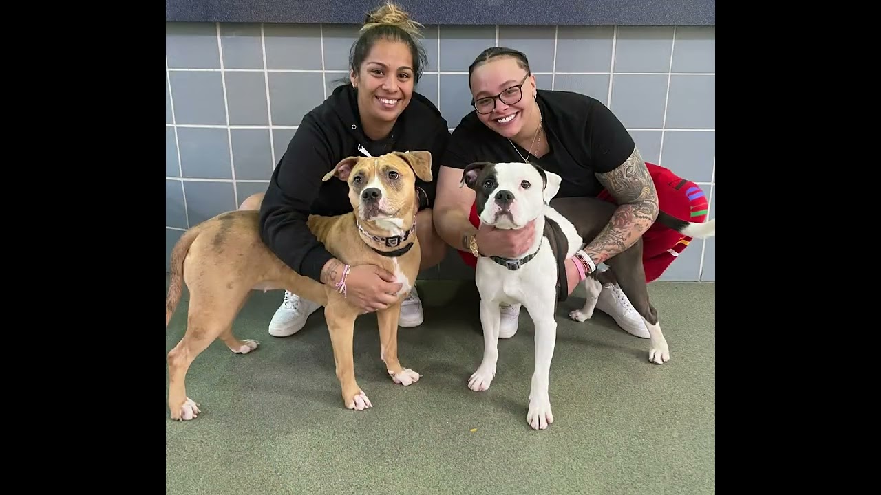 The Anti-Cruelty Society: 2022 Impact Video