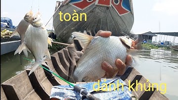 Câu cá dảnh sông tiền,trúng đàn cá dảnh khủng dựt mỏi cả tay