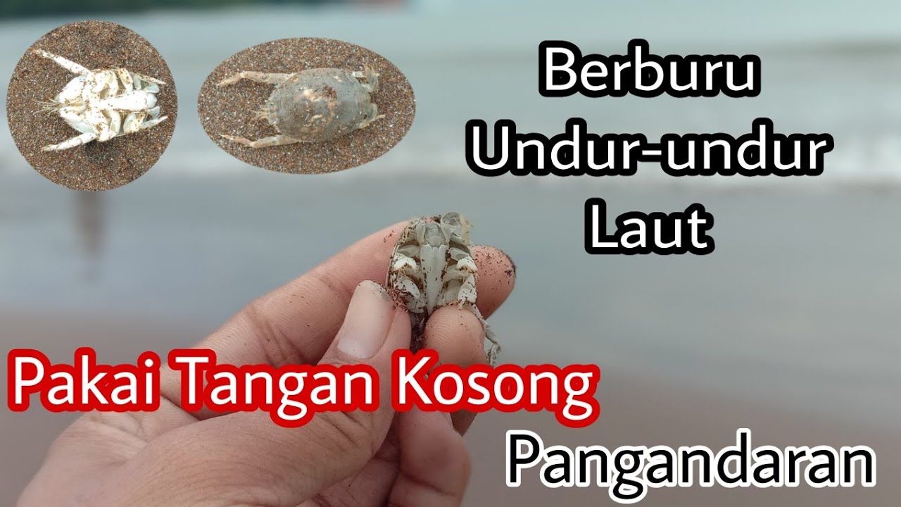 Cara Berburu Undur-Undur Laut (Yuyutuk) Pakai Tangan Kosong - Di Pantai Barat Pangandaran