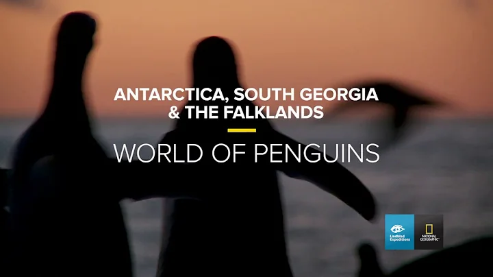 World of Penguins | South Georgia & the Falklands | Lindblad Expeditions-National Geographic