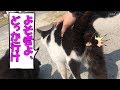 野良猫にマーキング用のスプレーをかけられた(音量注意)