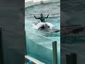 【歓喜・悲鳴・ずぶ濡れ】立見席も油断できない シャチ ララのテールバースト 鴨川シーワールド シャチショー / kamogawaseaworld orca killerwhales show