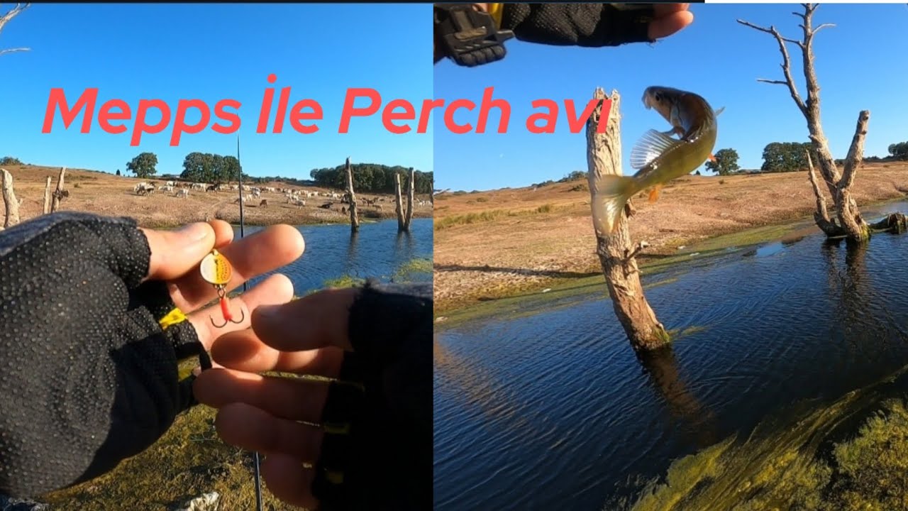RÜZGARLI Havada!!!PERCH Avı 🐠🌪️🍃