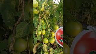 Tamatar ki Gazab Growth aur Bumper Fruiting ka Secret 🍅 # fungus control #insecticides