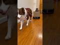 Tokyo Drift: Cat Edition 🐈🐕💨