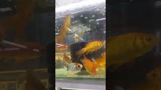 Fish in aquarium and coral reef video