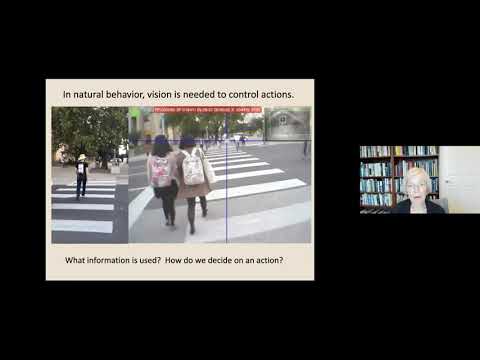 Visual Decisions in Natural Action recording thumbnail