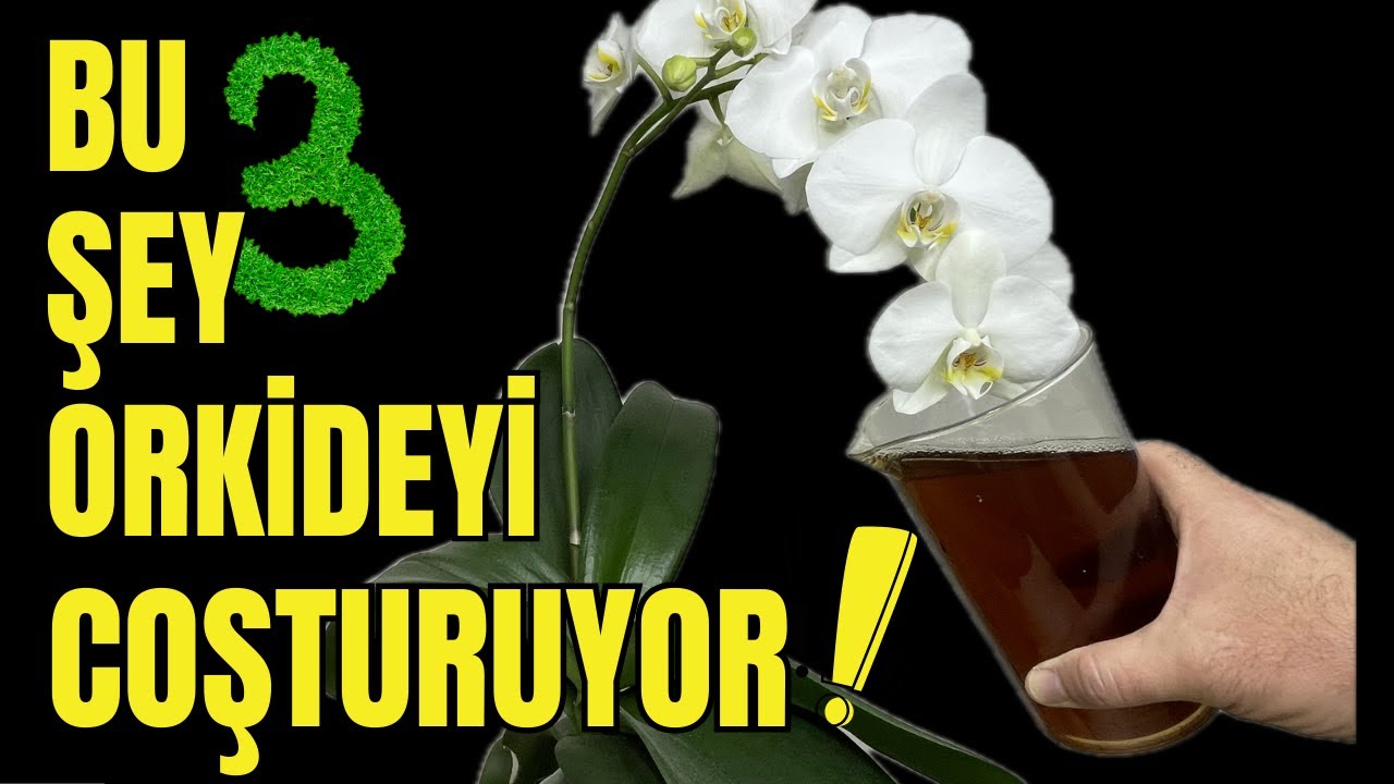 3 основных правила, которые сделают вашу орхидею восхитительной (ПРОВЕРЕННЫЕ МЕТОДЫ) #растения