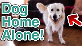 What Does My Golden Retriever Do When Home Alone? [TRY NOT TO LAUGH]