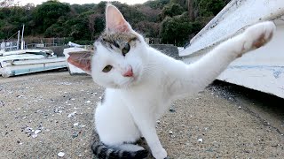 デート中のキジシロ猫とハチワレ猫にカメラを向けたら猫パンチで抗議された