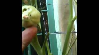 Update Tomato row & Mr.Gs GF seeds