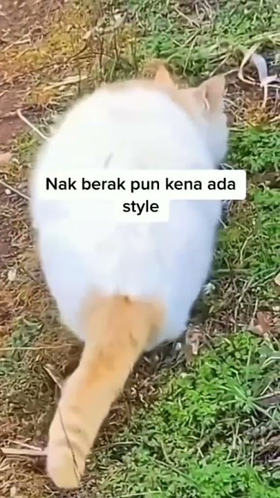 my berak style 🤣🤣 #shorts #shortvideo #fypシ #fypシ゚viral #kucingimut #british #britishshorthair
