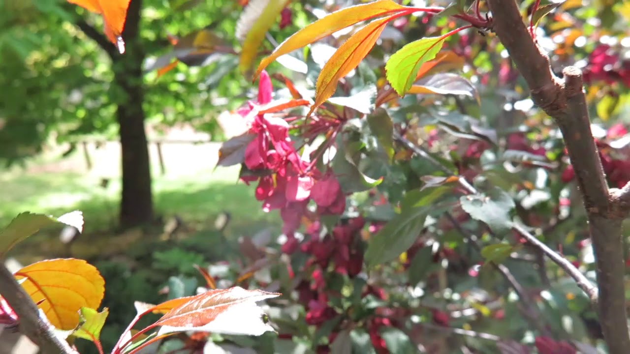 Malus × robusta 'Maulty' jabloň statná