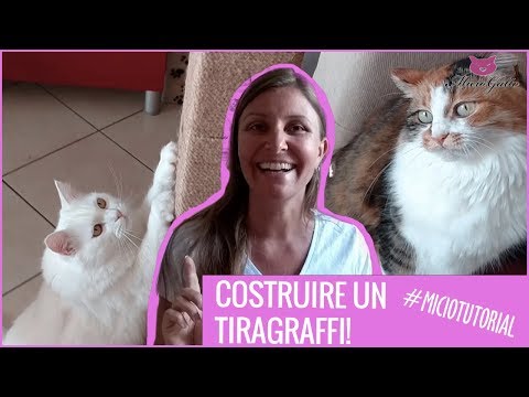 Video: 3 modi per riconoscere un gatto cieco