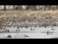 Spring Waterfowl Migration at Port Louisa National Wildlife Refuge.mpg