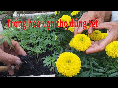 Video Cách trồng hoa vạn thọ nở đúng tết 2023 - cây cảnh... - youtube
