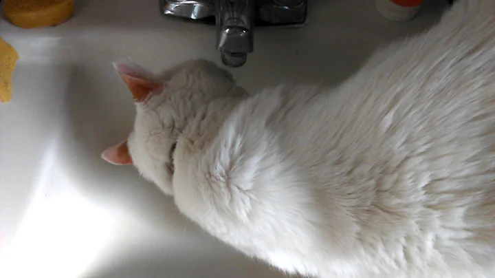 Cute cat drinking from a faucet
