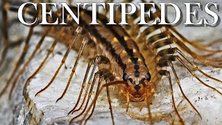 One Minute with the Composters: Centipedes