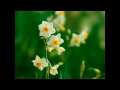 『演歌耳袋帖』 花ごころ 永井みゆきさん・・高音質