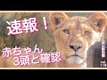 ついに判明!オリト&イオの赤ちゃんは3頭🍼💓ライオン美男美女夫婦vol.119@旭山動物園/It turns out that the lion Io gave birth to three