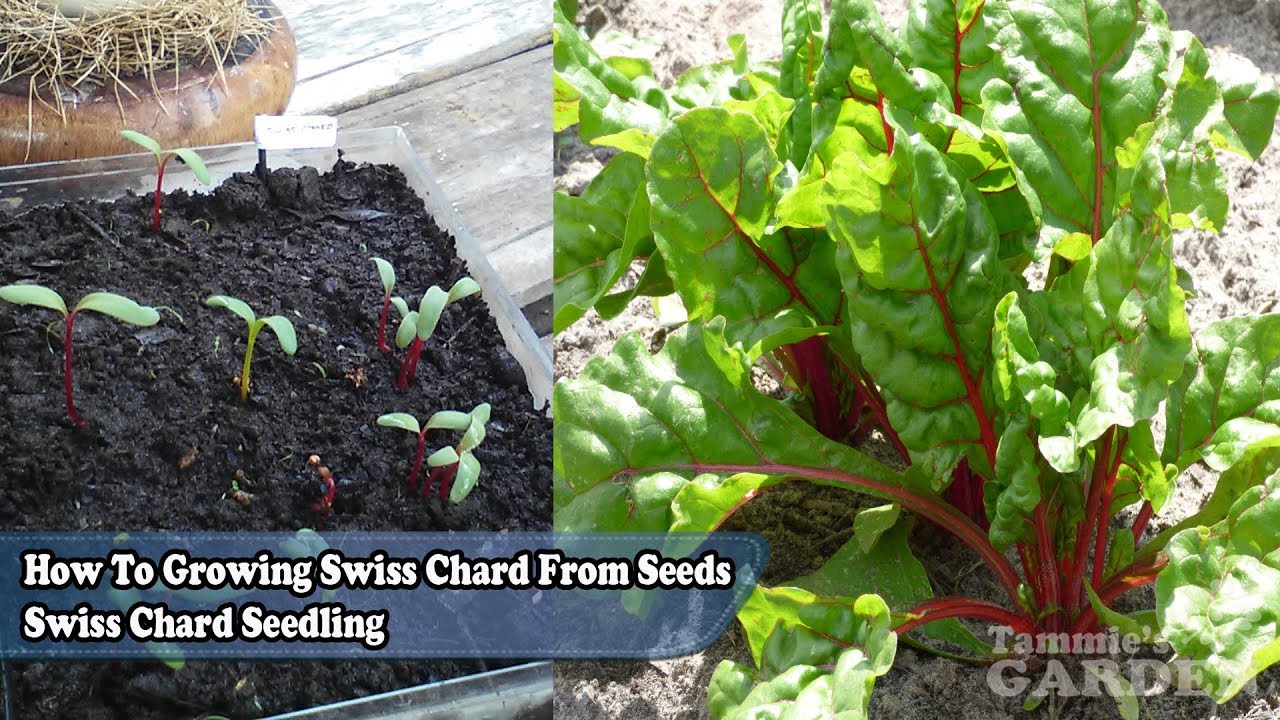How To Growing Swiss Chard From Seeds by Gardening008